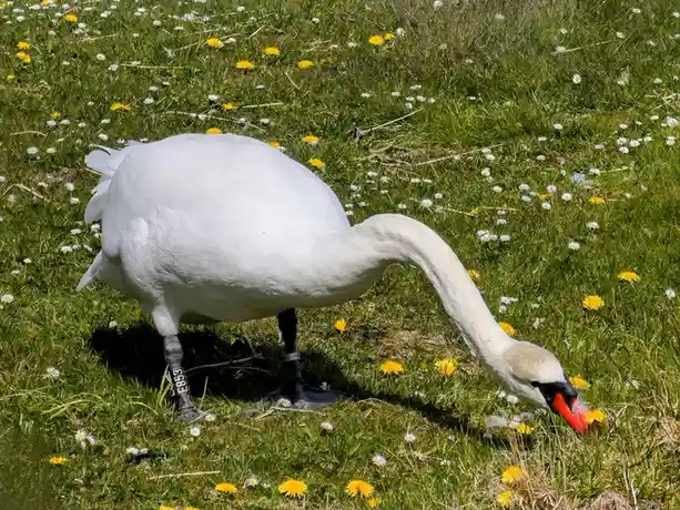 A white swan with a red beak and black facial markings is grazing in a grassy field dotted with yellow dandelions and white…