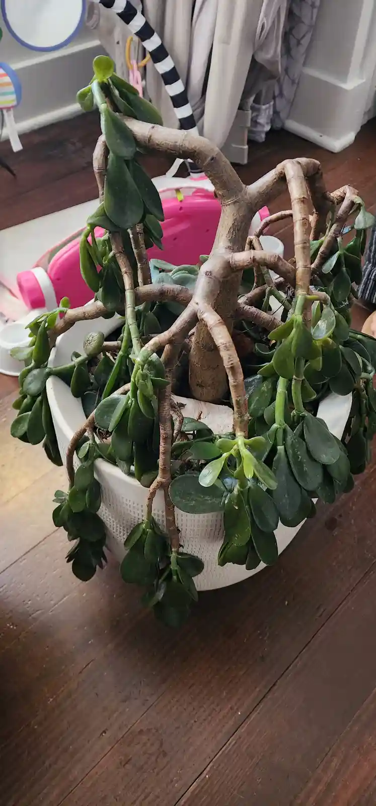 A potted jade plant with thick, fleshy green leaves and woody, gnarled stems is shown in a white pot on a wooden floor. The…