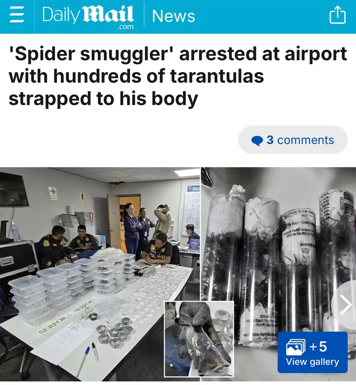 A screenshot of a Daily Mail news article shows a split image: on the left, police officers examine hundreds of tarantulas…
