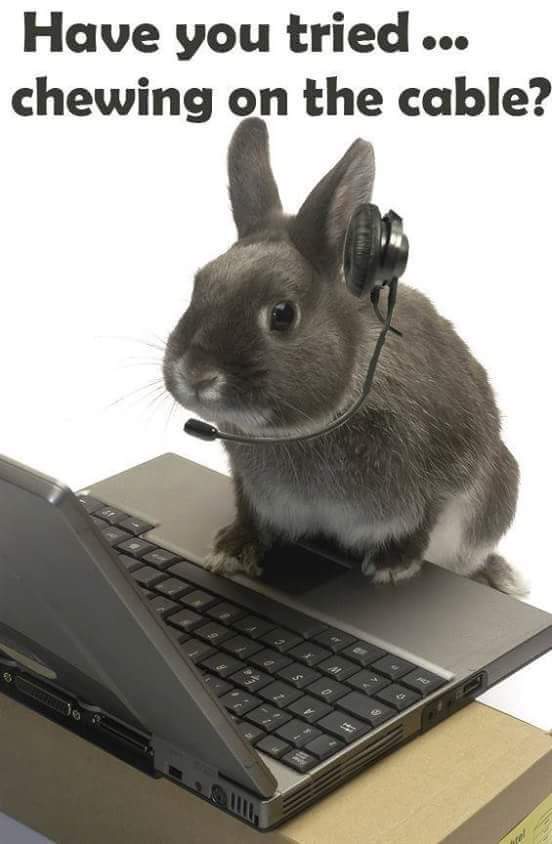 A gray rabbit wearing a headset with a microphone sits on a laptop keyboard, looking at the viewer. The text overlaid at the…