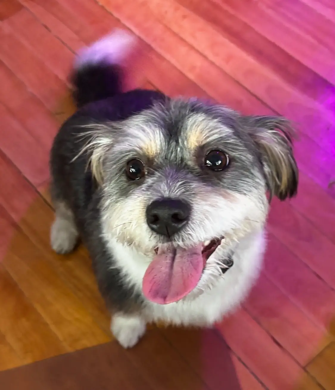 A small, scruffy dog with a mix of gray, white, and tan fur looks up at the camera with its tongue out, standing on a wooden…