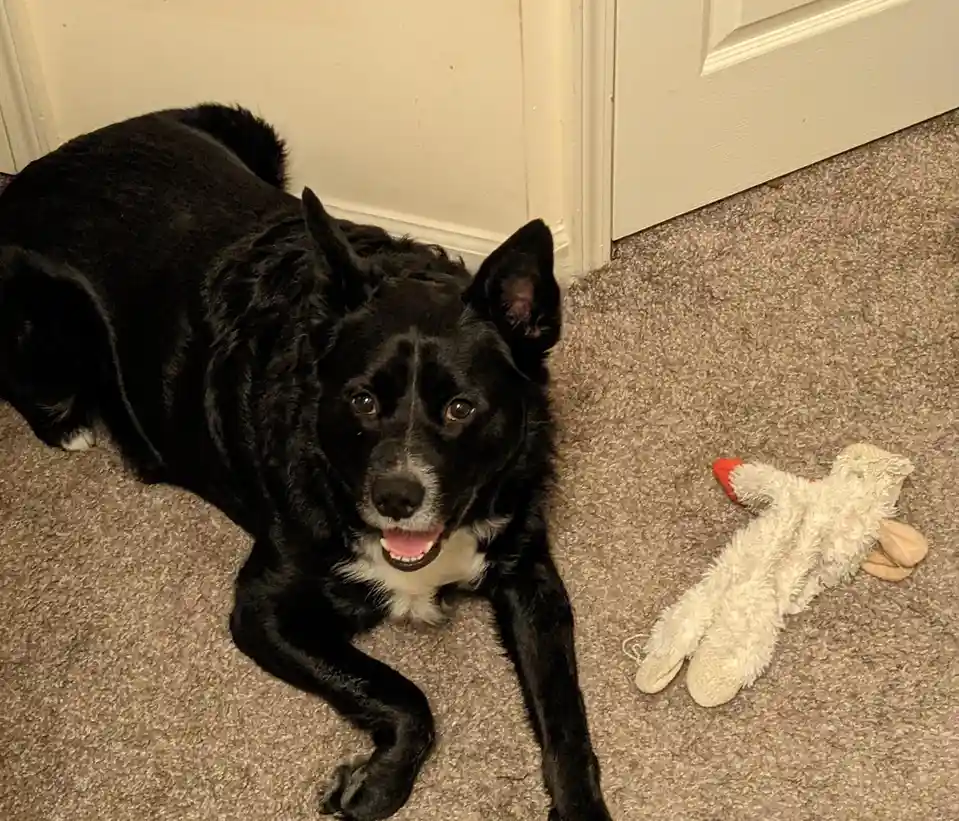 A black dog with white markings on its chest and paws lies on a beige carpet next to a white stuffed toy with a red beak…