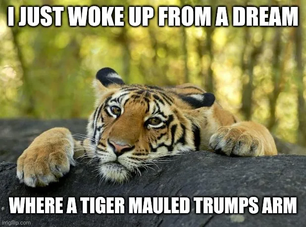A tiger is lying down on a log with a tired, dazed expression, looking directly at the camera. The image has white text…