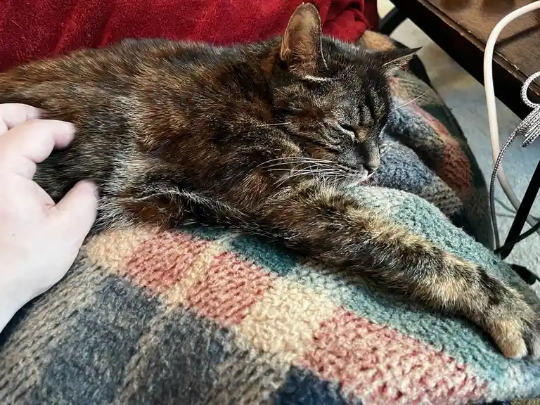 A tortoiseshell cat is sleeping peacefully on a colorful knitted blanket while a human hand pets its back. The cat's eyes…