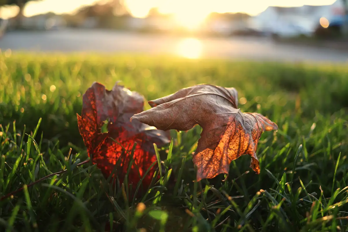Embracing the Beauty of Changing Seasons