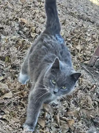 A gray tabby cat with green eyes is crouched low among dry, frost-covered leaves, staring intently upward with a stern…