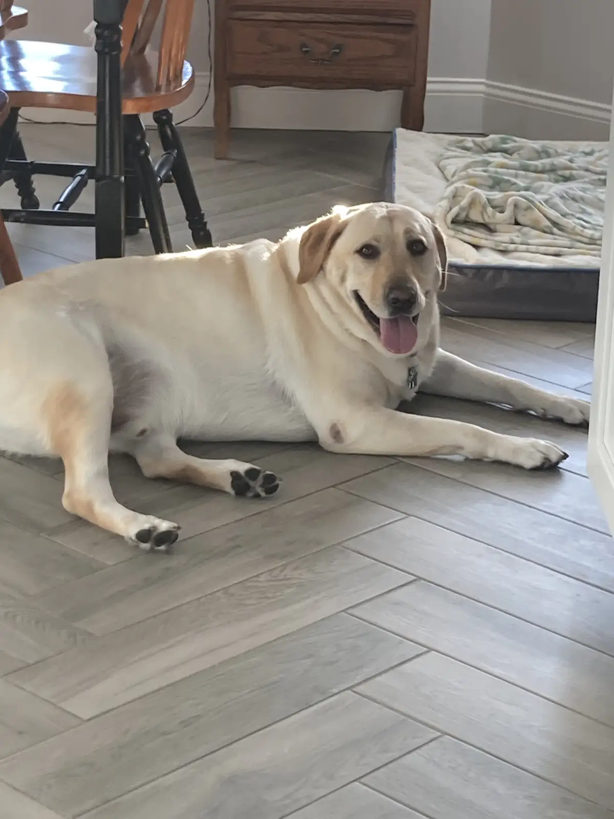 A yellow Labrador Retriever is lying relaxed on a light gray wood-laminate floor in a home, tongue out and looking at the…