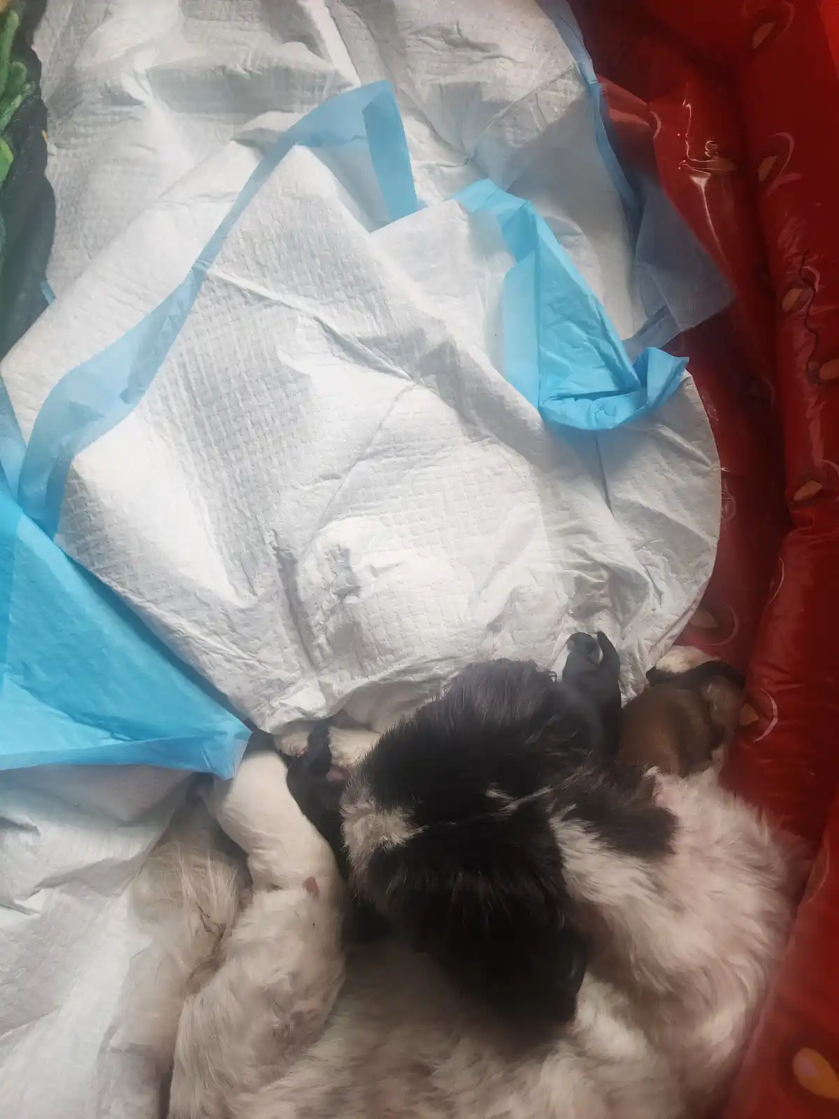 A fluffy adult dog lies curled up in a red inflatable pool, surrounded by several newborn puppies. A large white and blue…