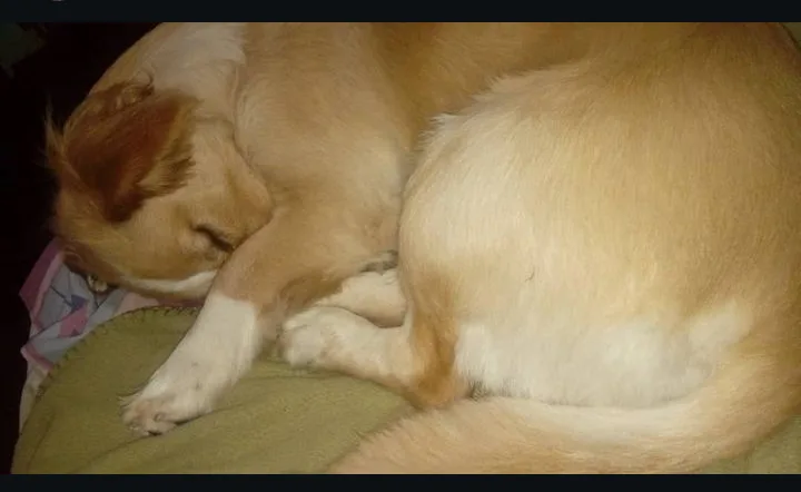 a light brown and white dog is curled up sleeping on a green blanket, its head resting on its paws. The overlaid text reads…