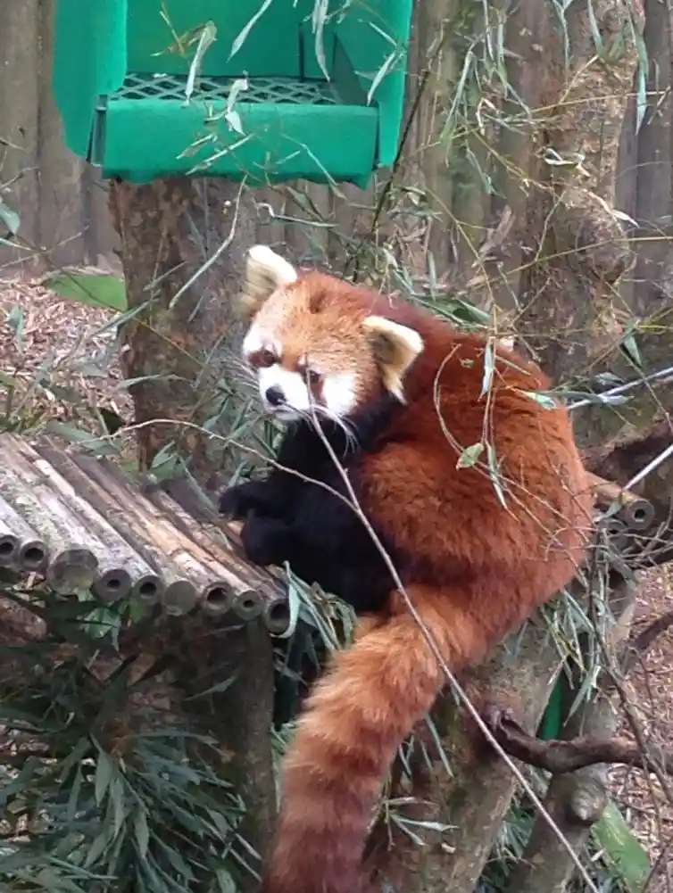 The Charming Red Panda