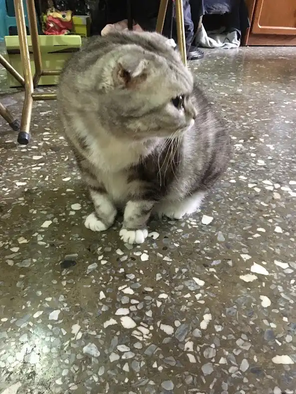 a fluffy gray tabby cat with folded ears sits on a speckled terrazzo floor, looking sideways with a bored expression. The…
