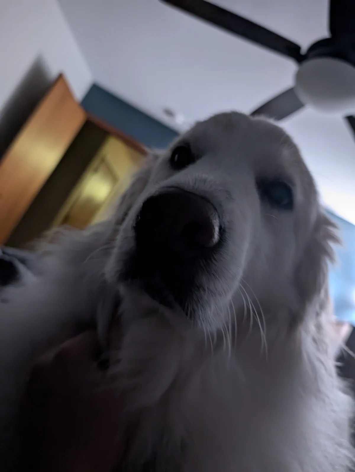 A close-up, low-angle photo shows a fluffy white dog looking directly into the camera with one eye appearing blue and the…