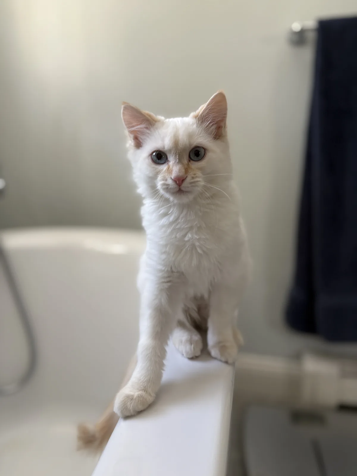 A small white kitten with blue eyes and light orange markings sits upright on the edge of a white bathtub, looking directly…