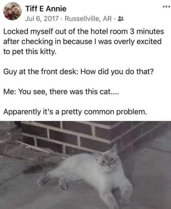 A white cat with grey markings lounges on a concrete sidewalk next to a brick wall. The image is overlaid with text from a…