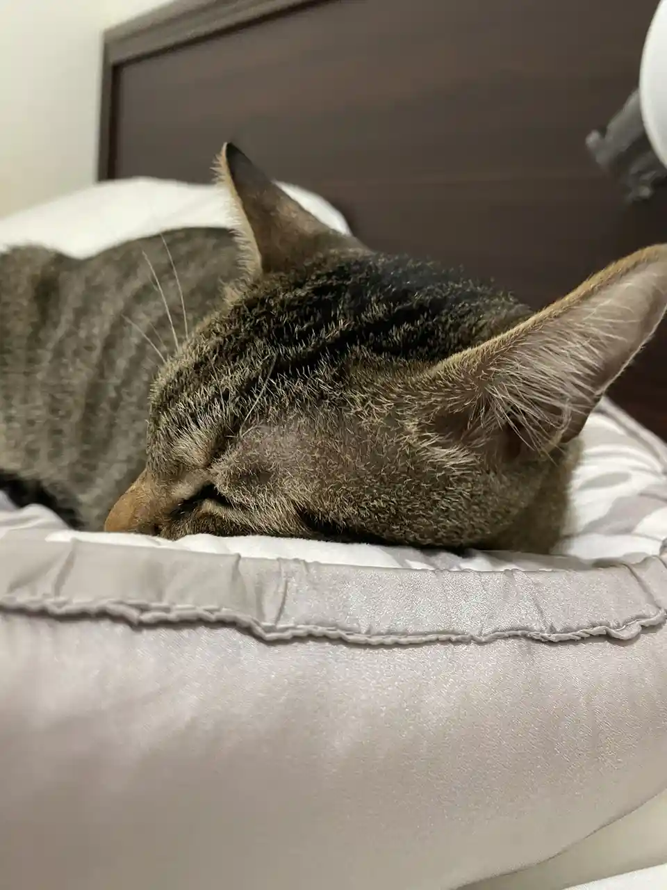 The Dreamy Sleeping Cat