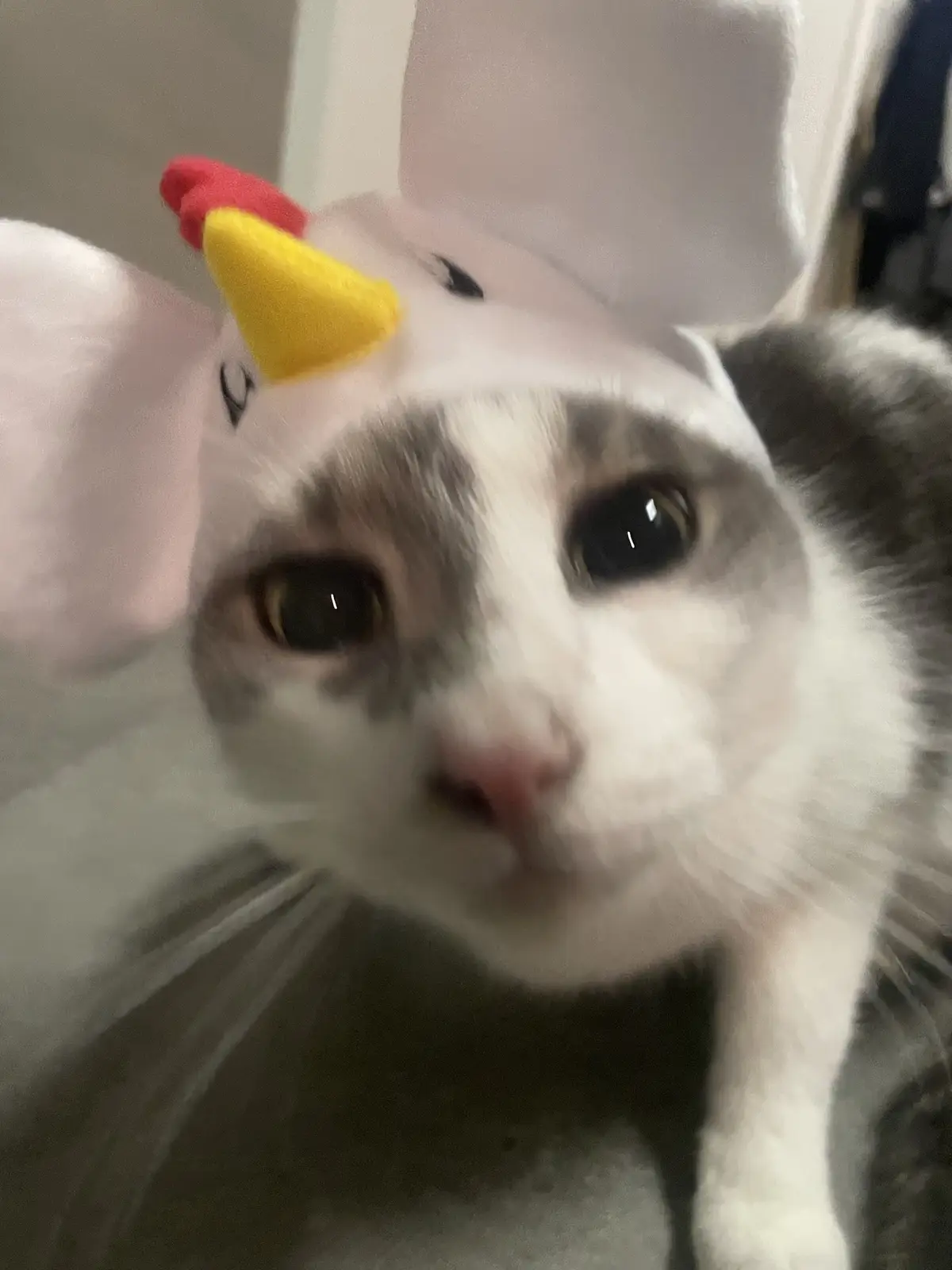 A close-up of a gray and white cat wearing a pink unicorn hat with a yellow horn and red tip, looking directly at the camera…