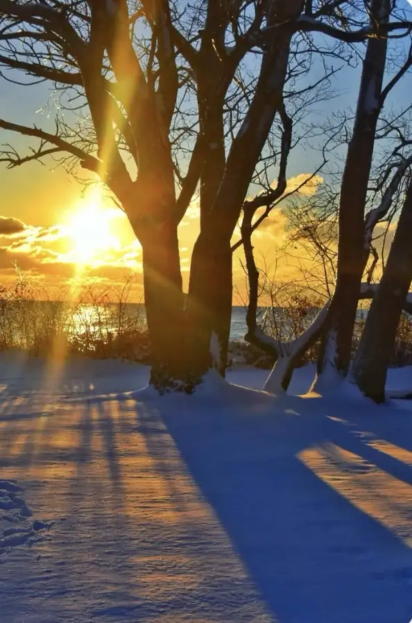 A serene winter sunset photo shows bare trees silhouetted against a golden sky over a snowy landscape and water, with long…