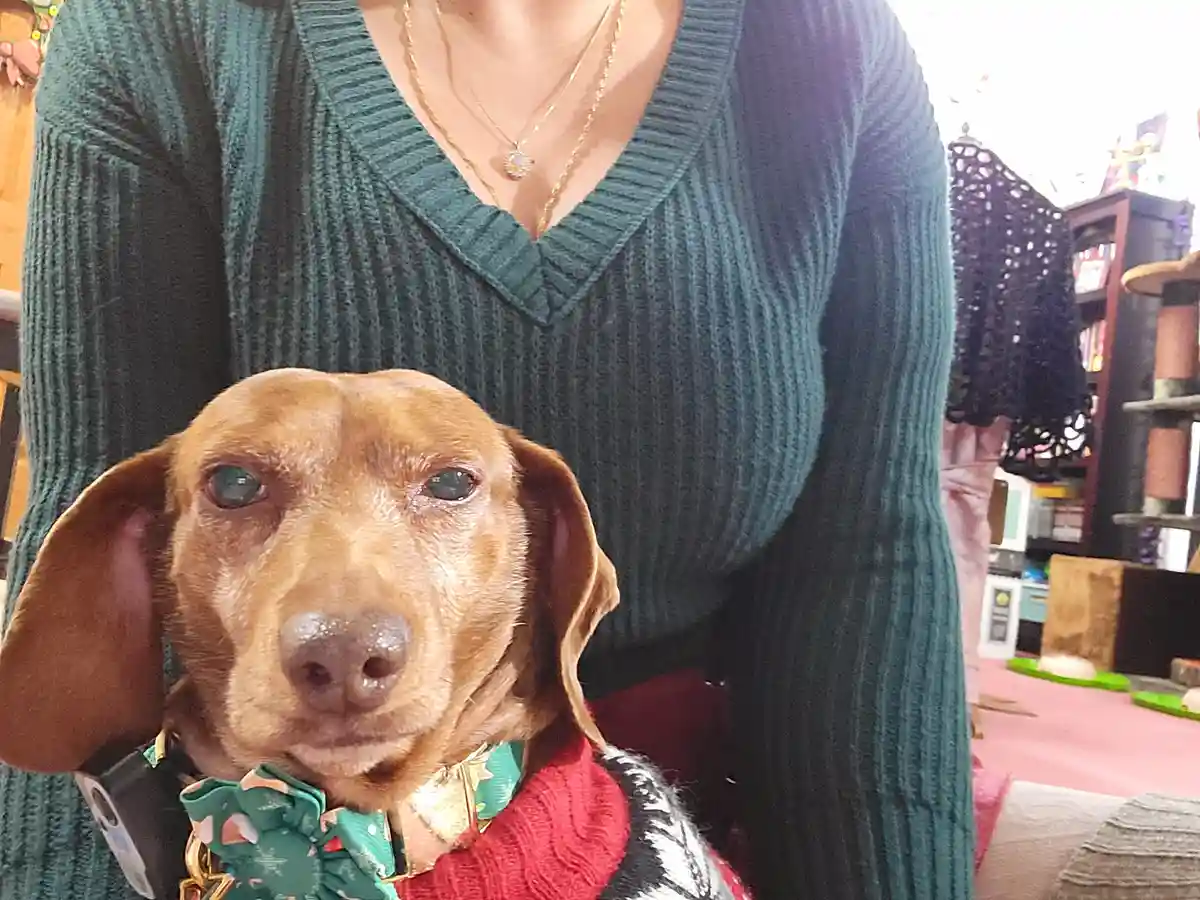 A brown dachshund wearing a red and black sweater and a green bowtie looks directly at the camera with a serious expression…
