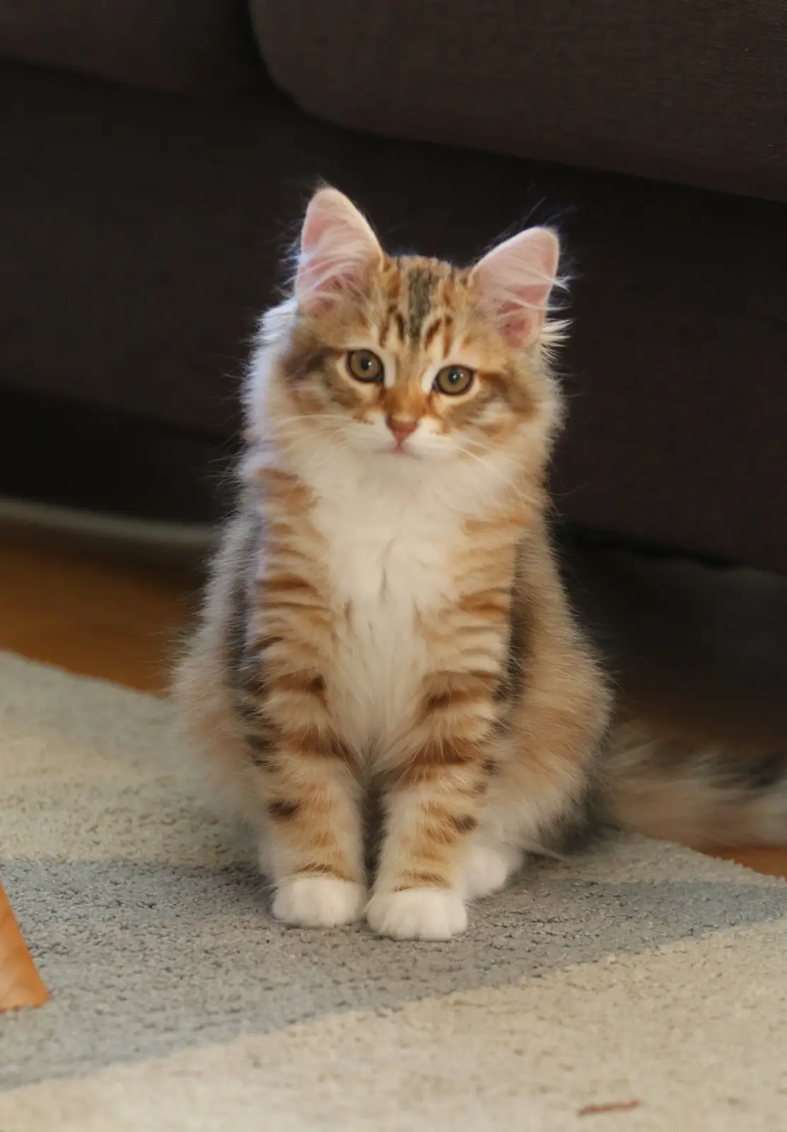 A fluffy, tabby-patterned kitten with wide, innocent eyes sits upright on a patterned rug beneath a dark couch. The kitten…