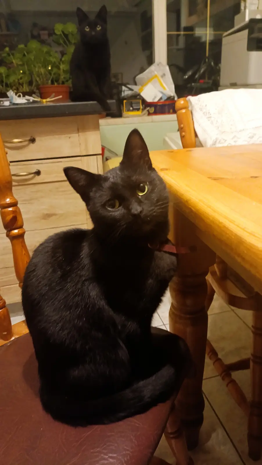 A black cat with yellow eyes sits on a wooden chair at a dining table, looking directly at the camera with a serious…