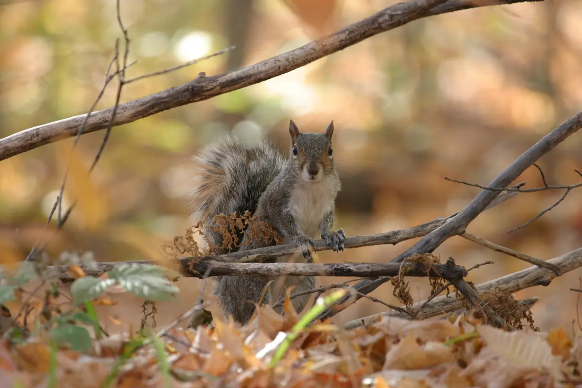 A gray squirrel with a fluffy tail sits upright on a tangled network of bare branches in an autumn forest, surrounded by…