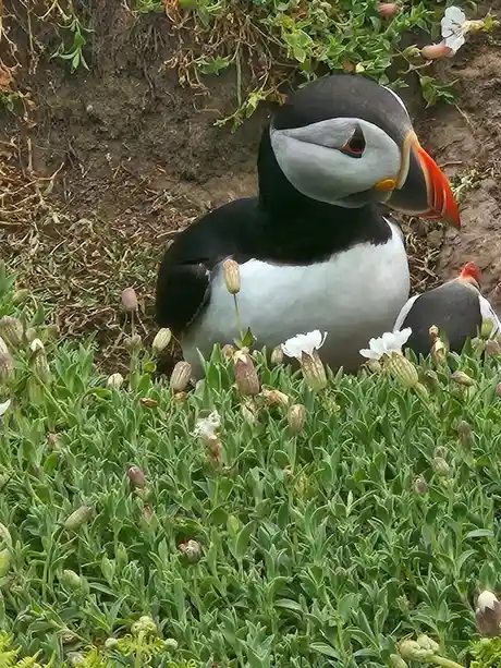 A close-up photograph of a puffin with black and white plumage and a large, colorful beak, partially obscured by green…