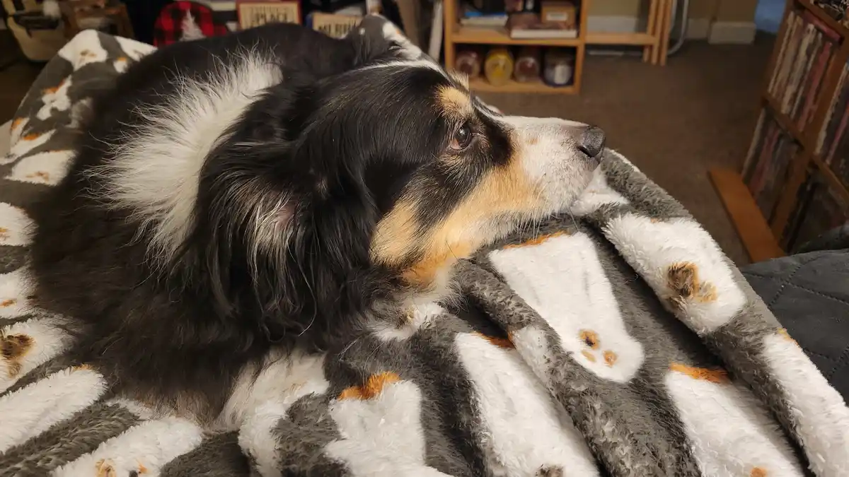 A black, white, and tan dog with long fur lies curled up on a gray, white, and orange paw-print blanket. The dog gazes off…