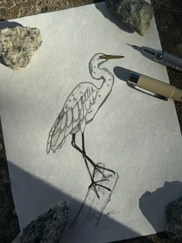 A detailed pencil sketch of a heron perched on a log, drawn on textured white paper outdoors, surrounded by rocks and two…
