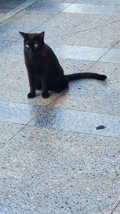 A black cat with bright yellow eyes sits upright on a speckled gray tile floor, wearing a small red tag on its collar. The…