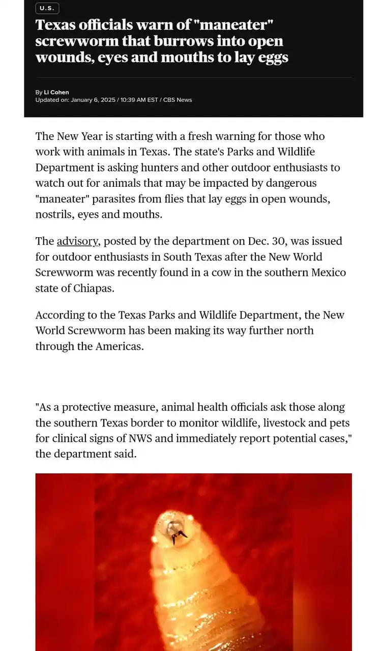 A screenshot of a CBS News article about Texas officials warning of a "maneater" screwworm parasite that lays eggs in open…