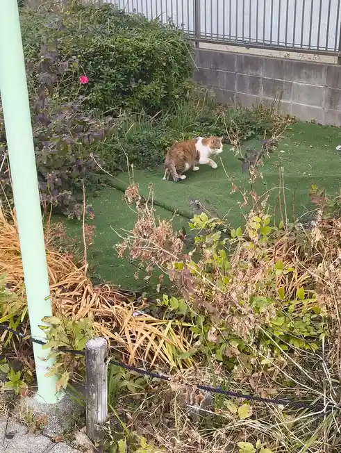 A ginger and white cat walks across a patch of artificial green turf surrounded by overgrown weeds and bushes, with a…