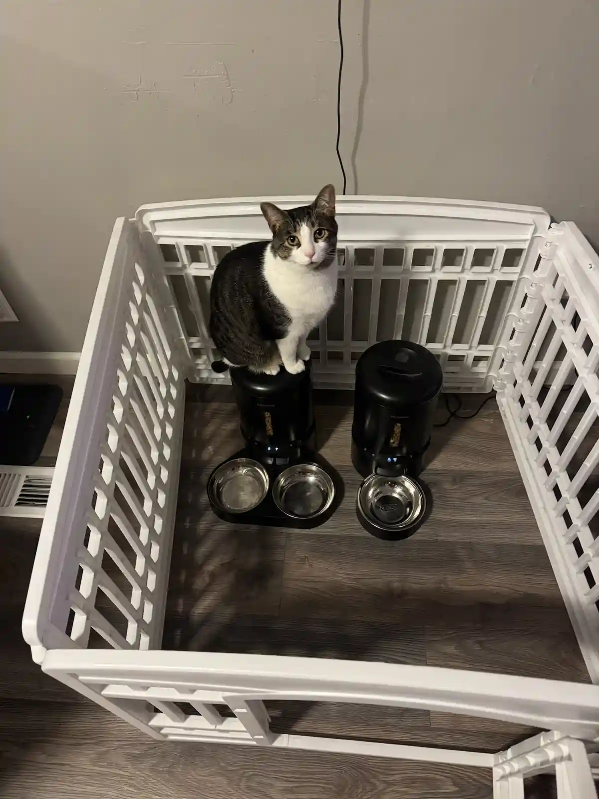 A black and white cat sits atop a black automatic pet feeder inside a white plastic baby crib, looking directly at the…