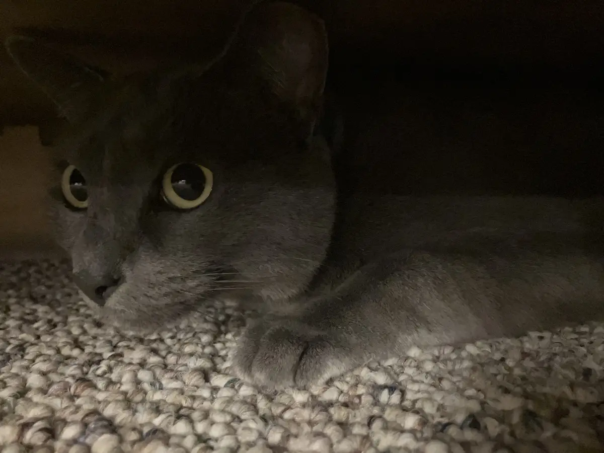 A gray cat with large, glowing yellow eyes is lying on a textured, light-colored carpet in a dimly lit room, looking…