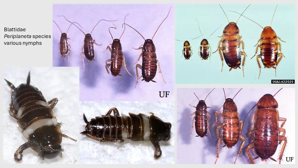 A composite image showing multiple photographs of cockroaches at various life stages, including nymphs and adults, arranged…