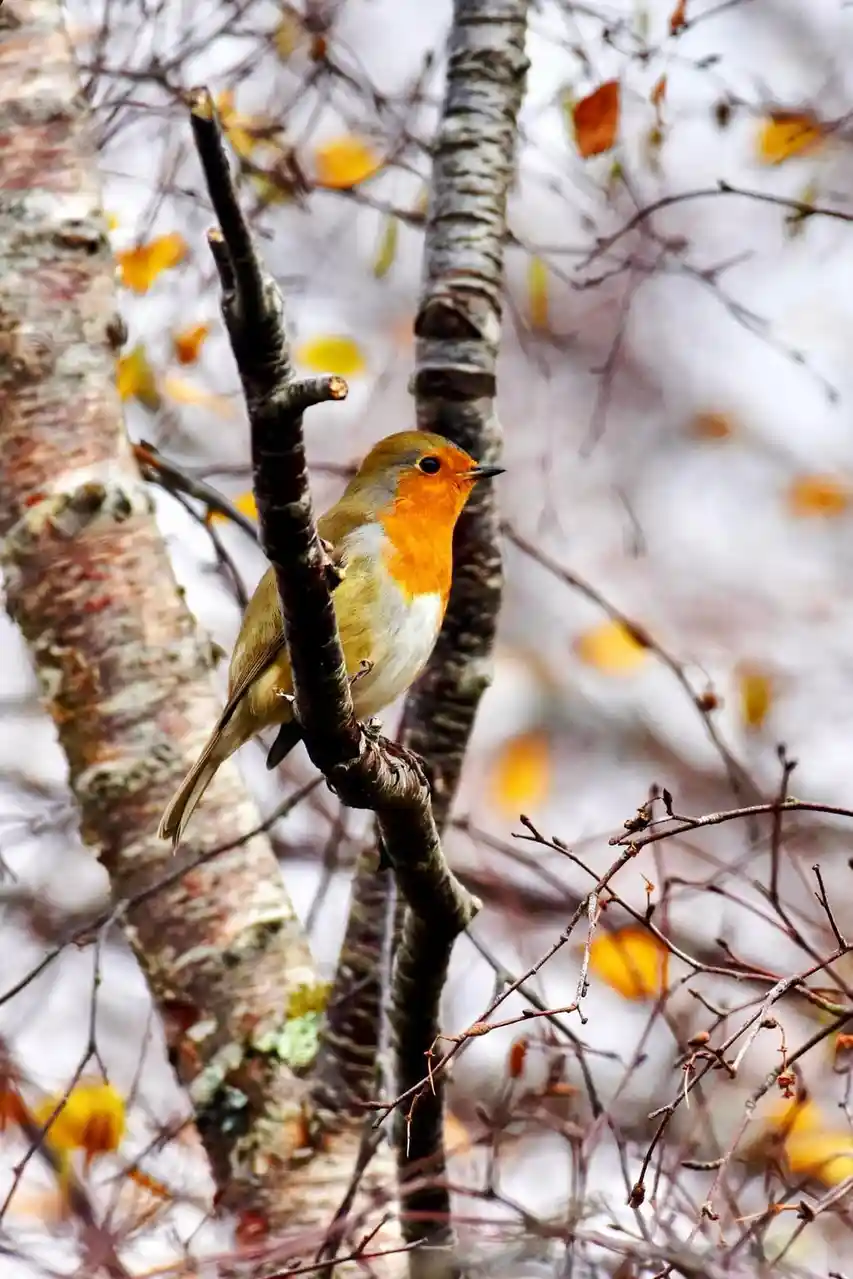 A European robin perches on a tree branch amidst autumn foliage, its bright orange breast contrasting with its brown back…