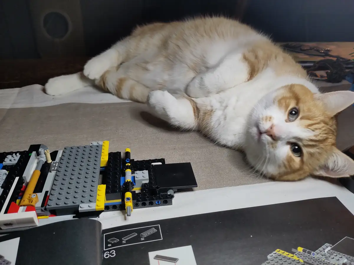An orange and white cat lies on its back on a fabric surface, looking up with wide, innocent eyes, next to a partially built…