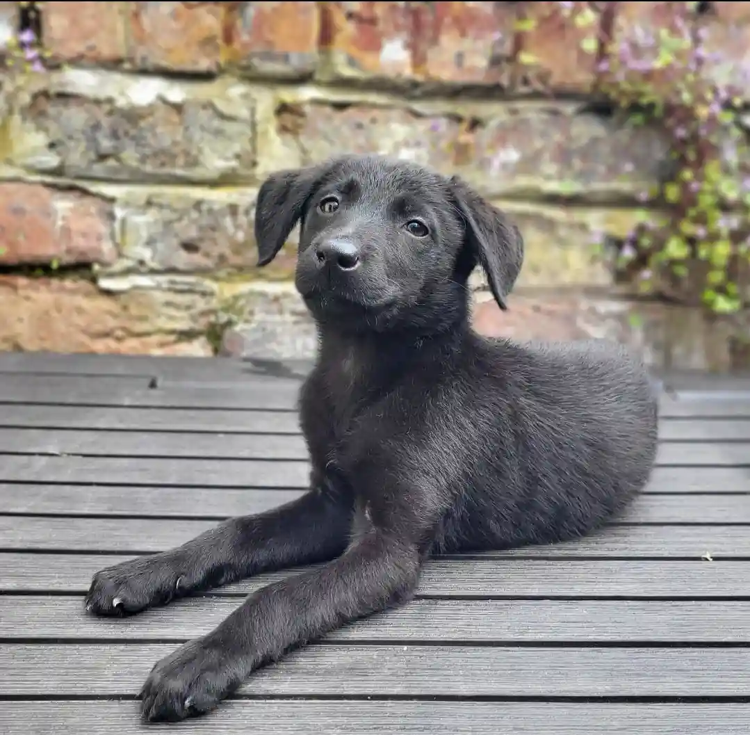 A small black puppy with floppy ears and wide, innocent eyes is lying on a wooden deck, looking up with a slightly confused…