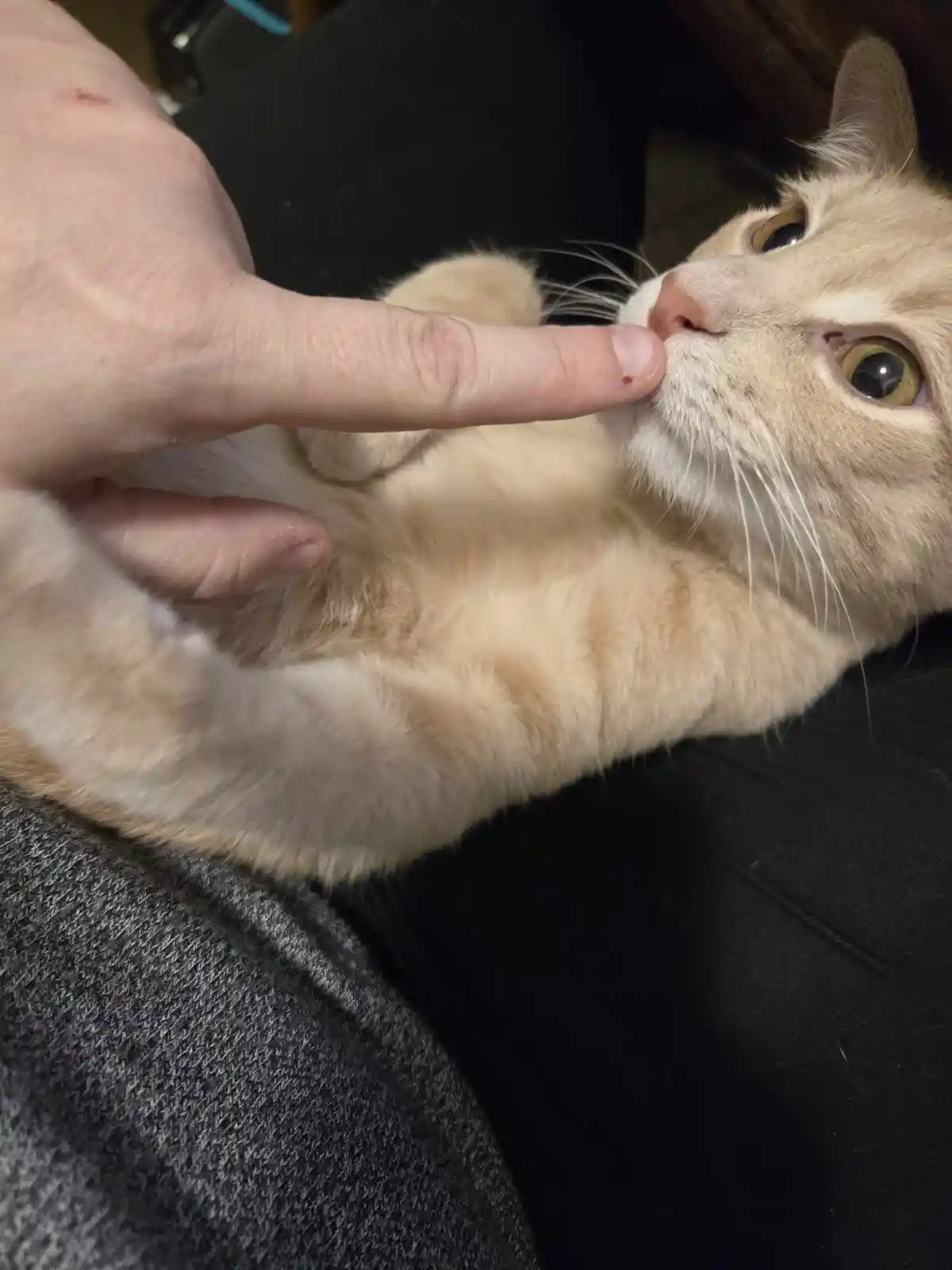 A light orange tabby cat lies on its back on a person's lap, gently biting the person's extended index finger. The cat has…