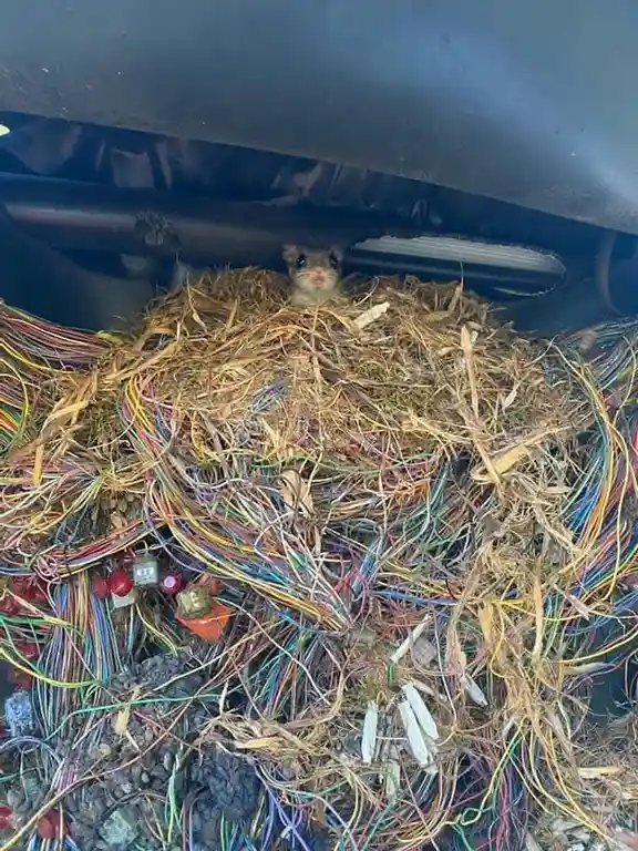Customer Reports: Intermittent Service Issues