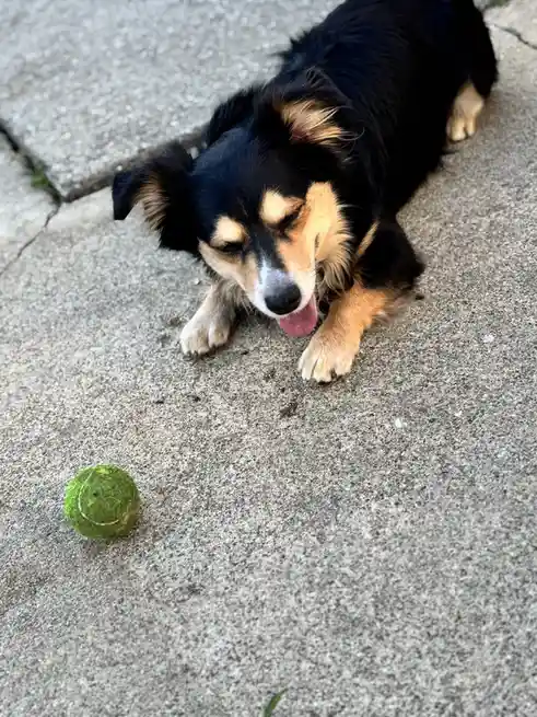 A black and tan dog lies on a concrete sidewalk, eyes half-closed and tongue out, looking exhausted. A green tennis ball…