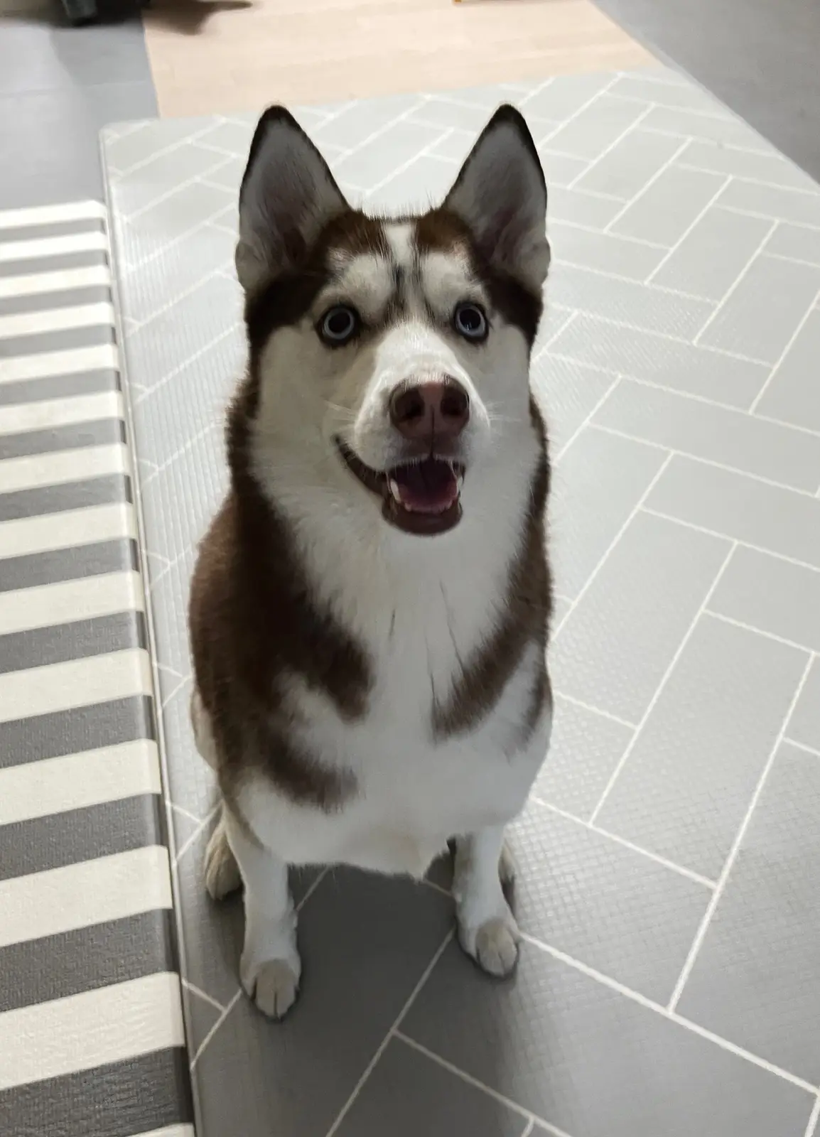 A brown and white husky with striking blue eyes sits upright on a gray tiled floor, looking directly at the camera with an…