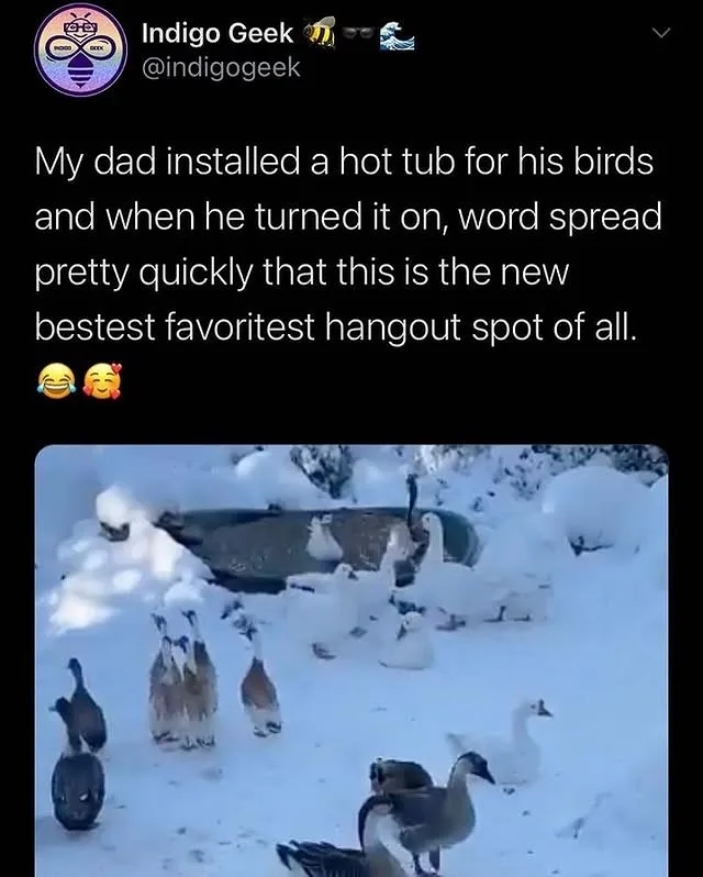 The Adorable Hot Tub Duck Adventure