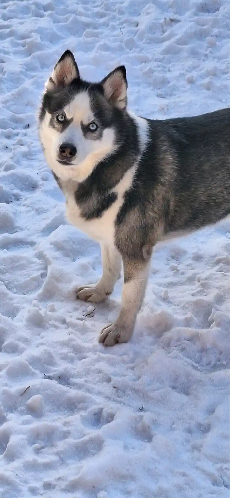 A husky with striking blue eyes and black-and-white fur stands in a snowy landscape, looking directly at the camera. The…