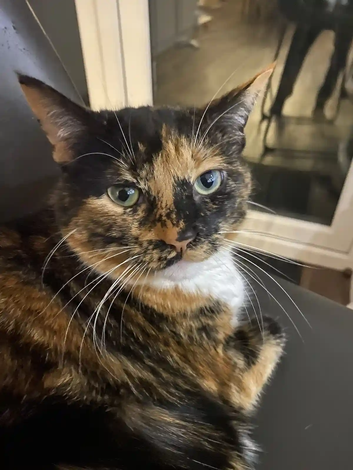 A close-up photo of a calico cat with striking green eyes and a white chest, looking directly at the camera with a serious…