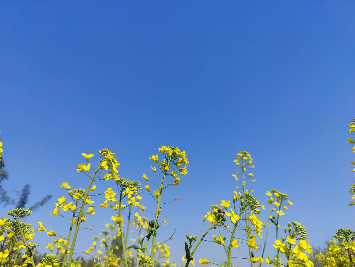 A low-angle photo shows bright yellow flowers against a clear blue sky, with a bee visible near one bloom. The overlaid text…