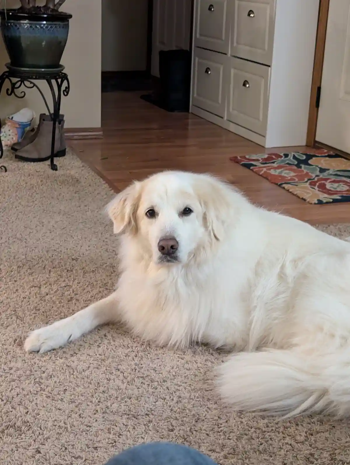 A fluffy white dog with a calm, slightly unimpressed expression lies on a beige carpet in a home, looking directly at the…