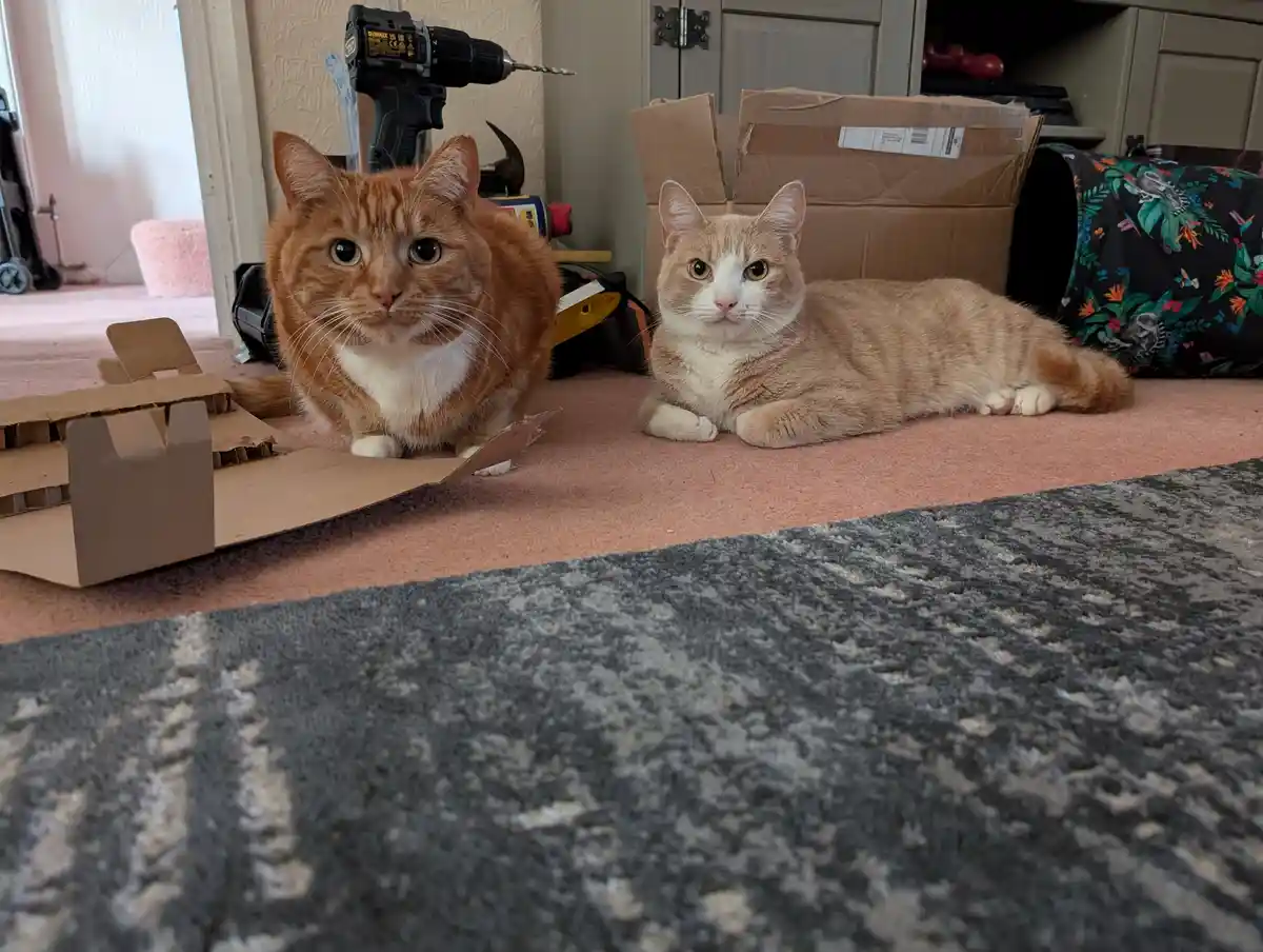 Exciting Update on Our Furry Potato Friend!