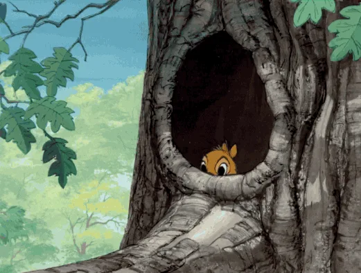 Where's My Team Acorn Hiding?