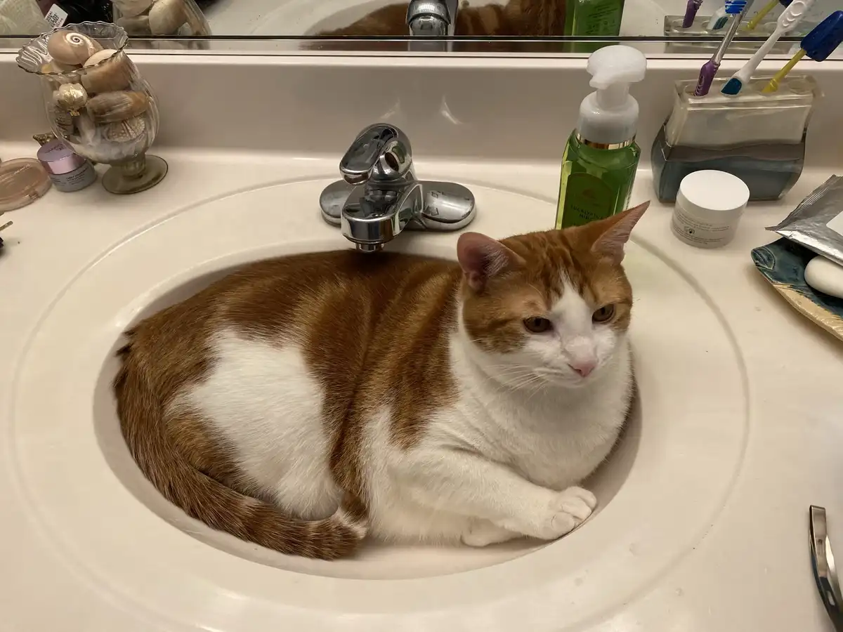 An orange and white cat is curled up comfortably inside a white bathroom sink, surrounded by toiletries like soap…