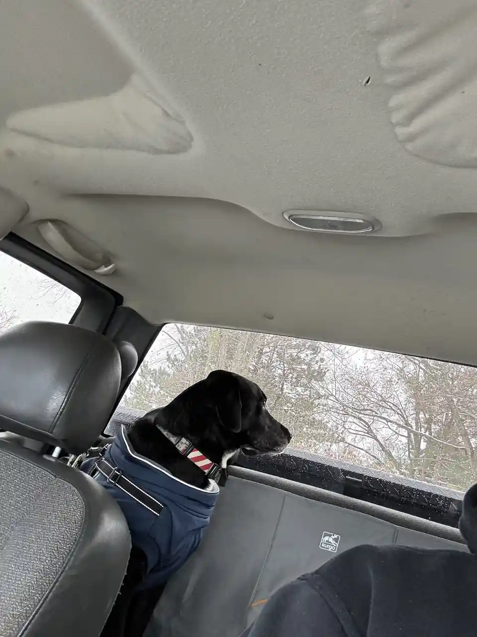 A black dog wearing a blue winter coat and a red-and-white striped collar sits in the backseat of a car, looking out the…